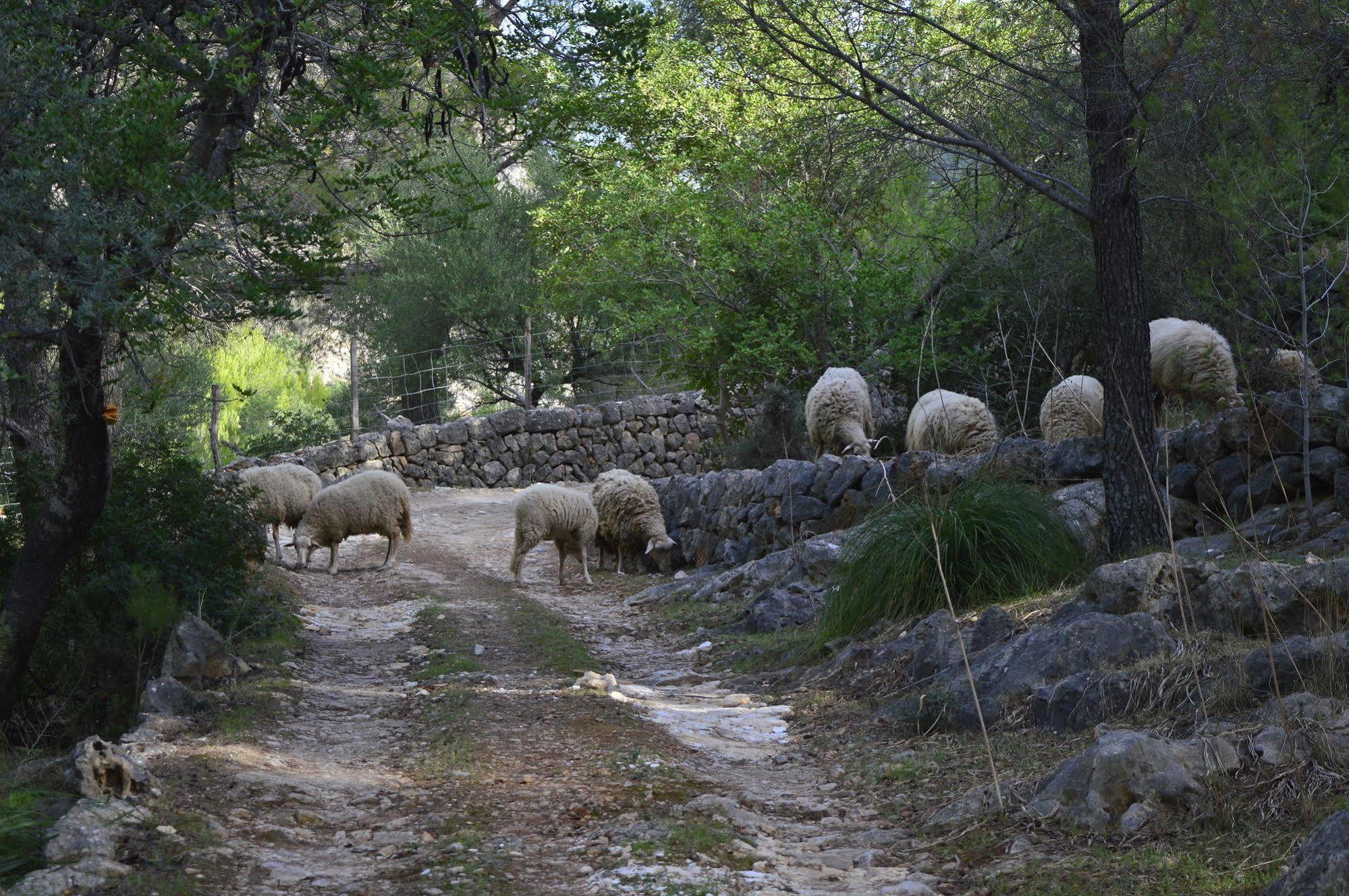 Sa Rota De Ca'N Casetes Affittacamere Caimari Esterno foto